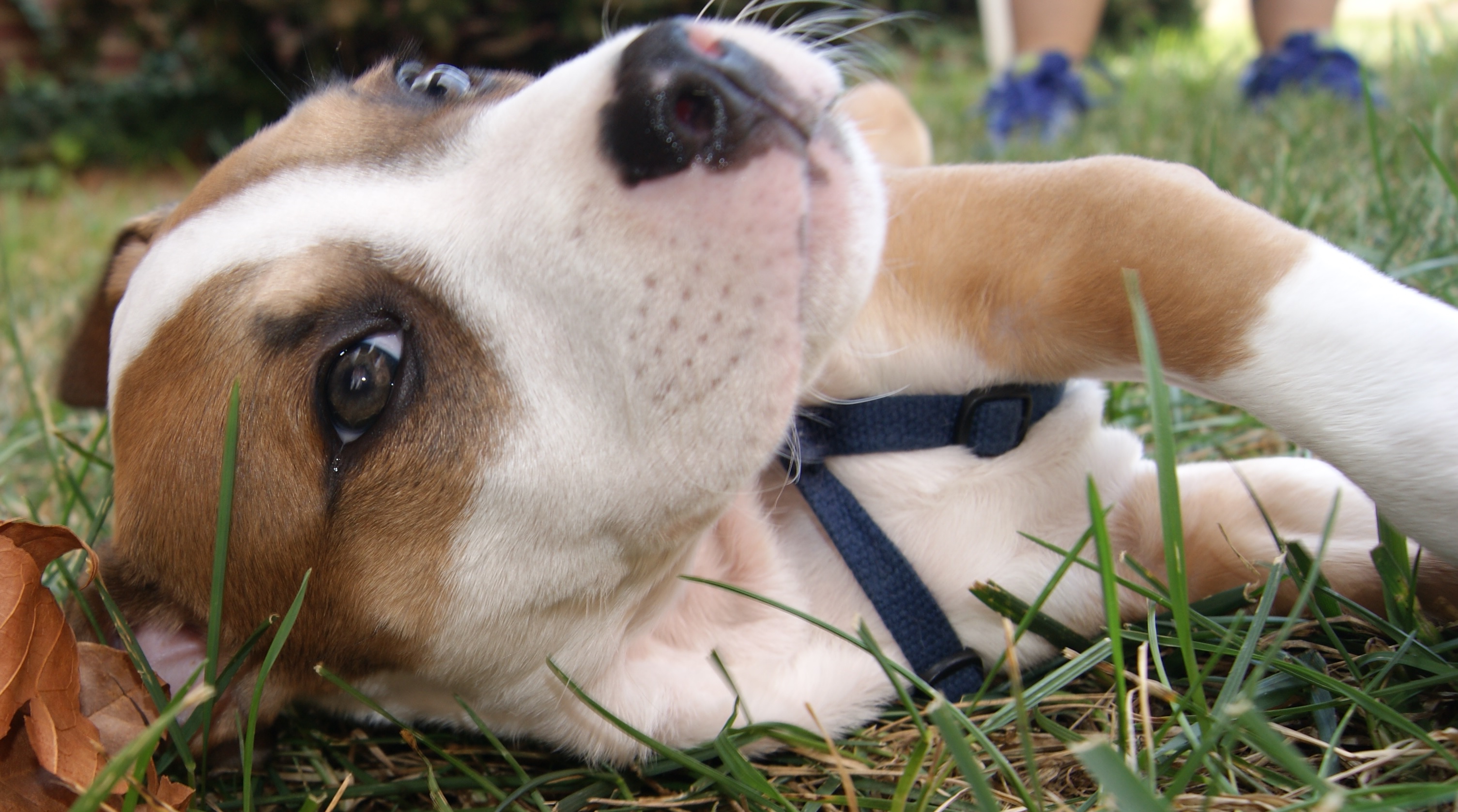 Hudson, NH’s Premier Pet Store: Your Source For All Things Furry And Feathered